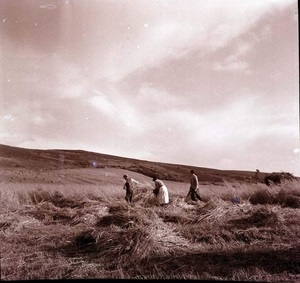 Harvest in the Highlands
