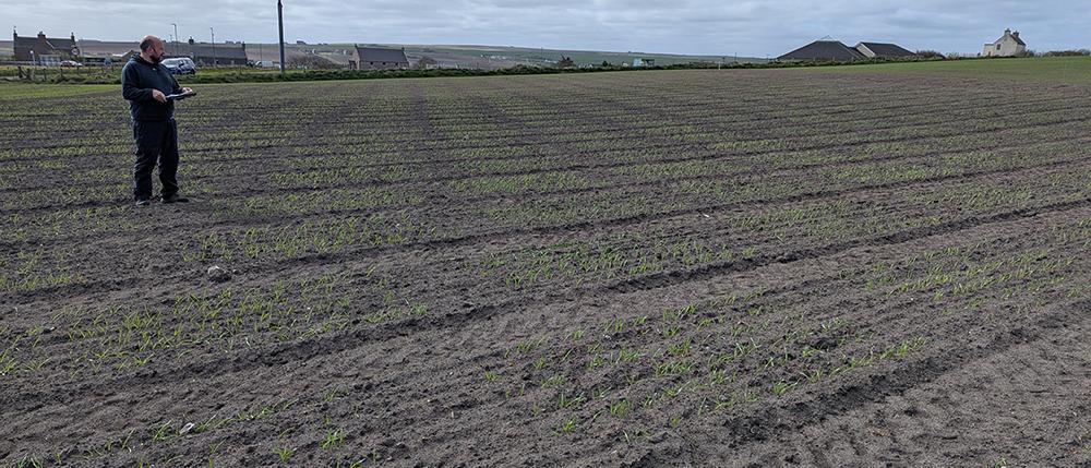 Person standing in a field of seedlings